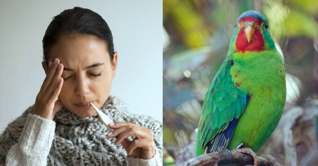 Parrot Fever outbreak