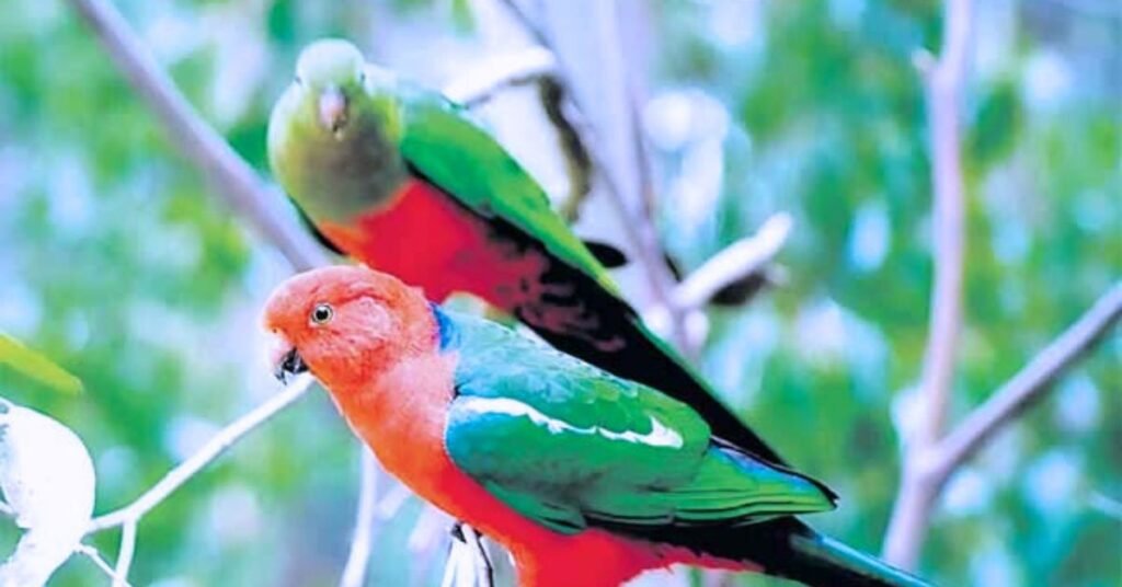Parrot Fever Outbreak